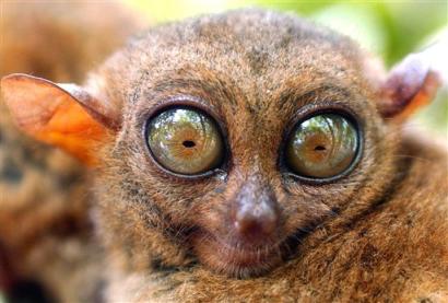 tarsier_031105.jpg