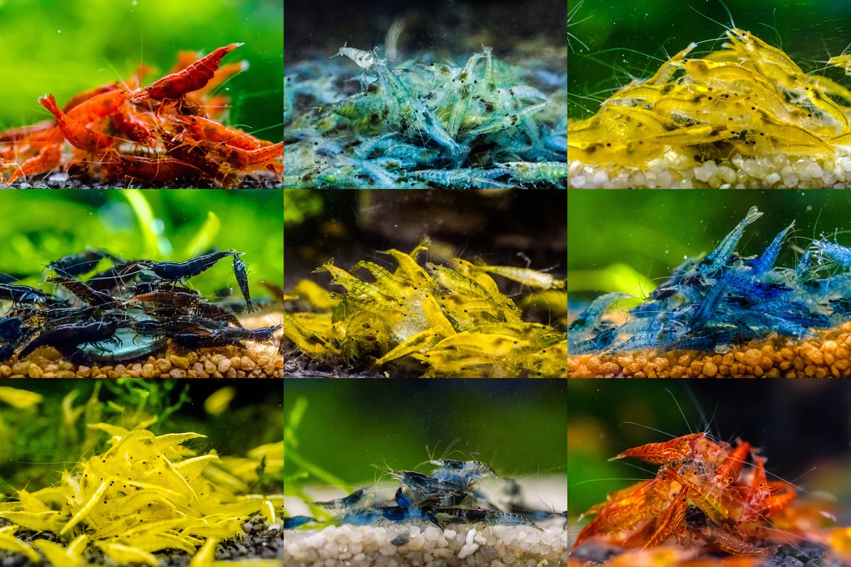Neocaridina-garnalen-kleuren.jpg