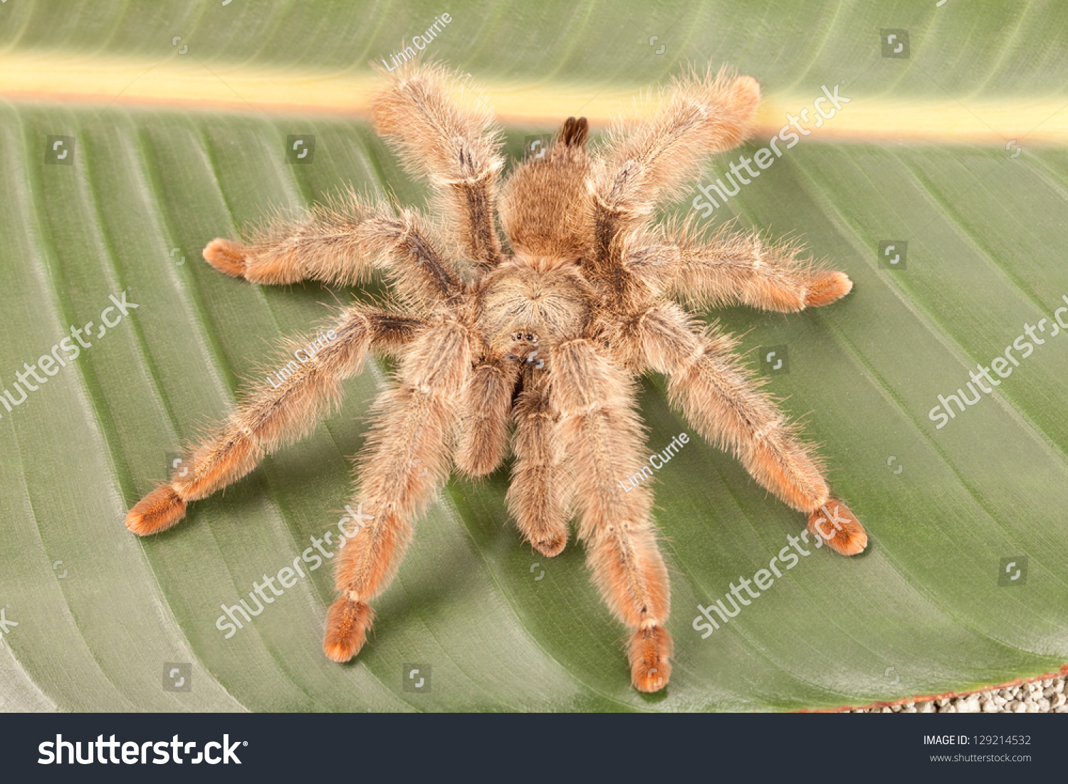 stock-photo-panama-blonde-tarantula-psalmopoeus-pulcher-on-green-leaf-129214532.jpg