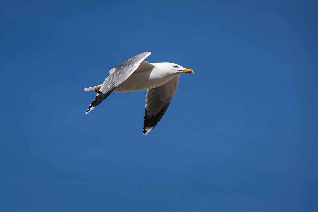DSCF7790-XL.jpg