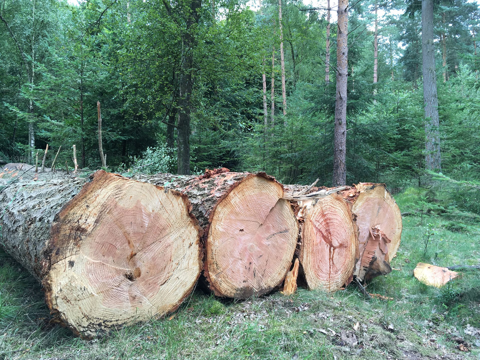 Kaalslag_hoge_veluwe-01-1920x1440.jpg