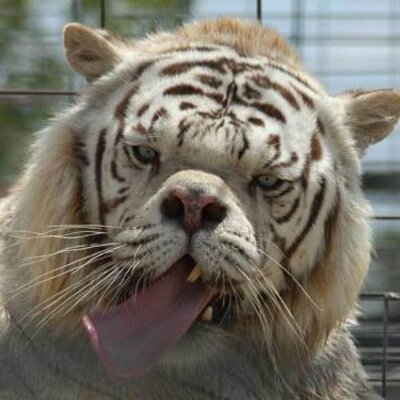 fattiger_400x400.jpg