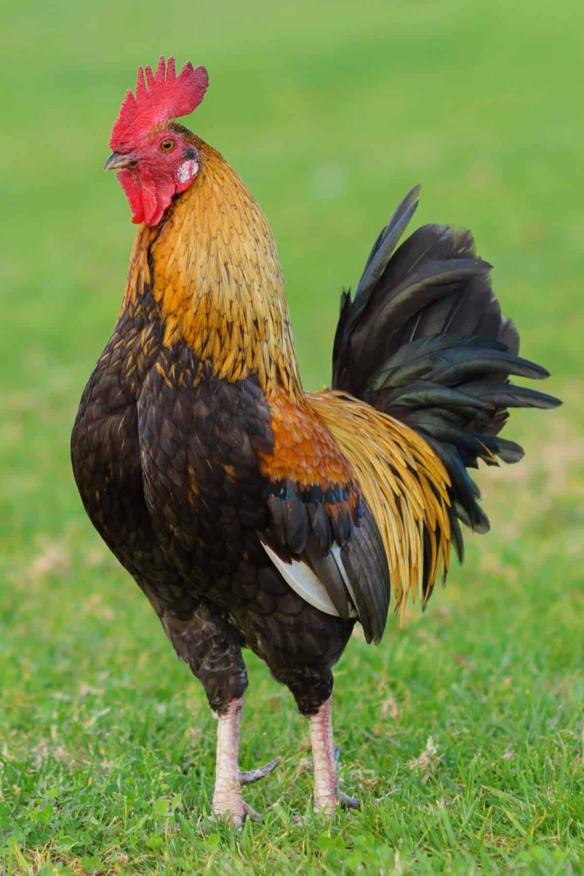 can-you-eat-roosters-feat-.jpg