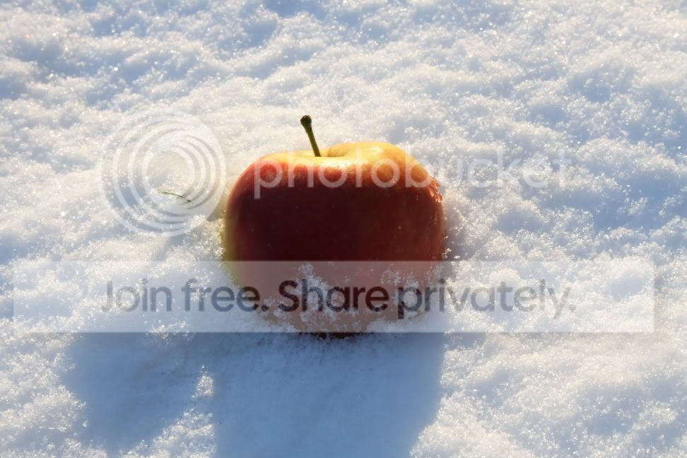 IMG_2272.jpg