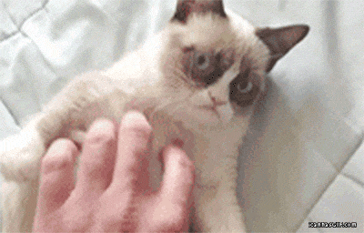 Grumpy-Cat-GIF.gif