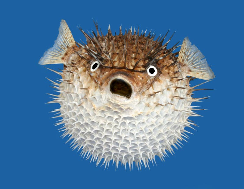 blow-fish-frontal-view-7689478.jpg
