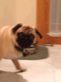 tumblr_me4p7lsUmM1r95togo1_250.gif