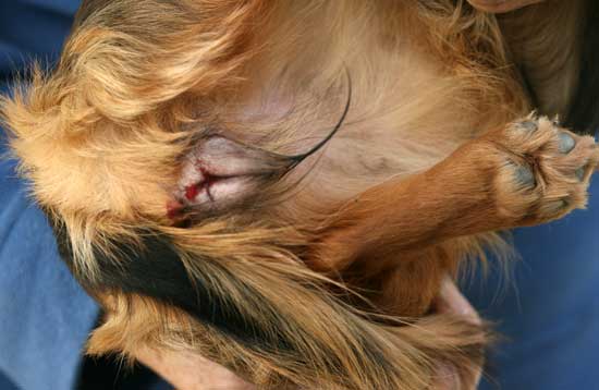 Pips-Swollen-Vulva.jpg