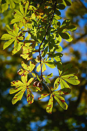 DSCF5683-M.jpg