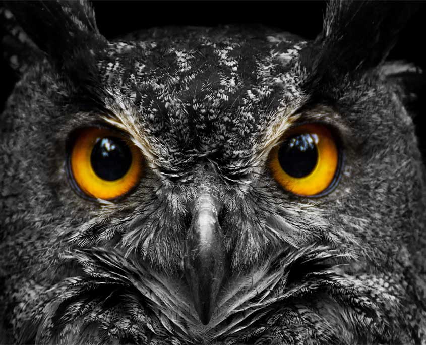 owl-eyes-featured.jpg