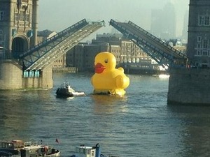 odd_rubber_duck.png