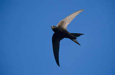 zwaluwen-1.jpg