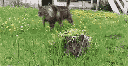 tumblr_lpe61pML221qet0epo1_250.gif