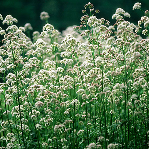 valerian-steven-foster-square.jpg