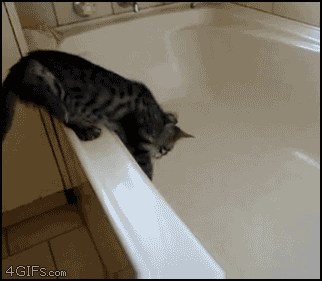 11831.gif