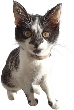 chat-jai-pete.fr