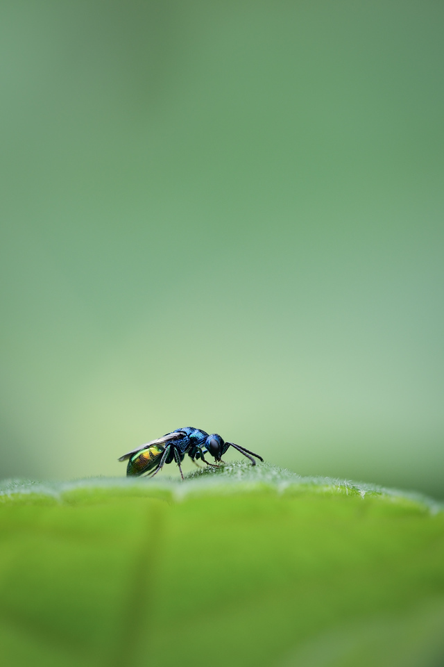DSCF0397-X2.jpg