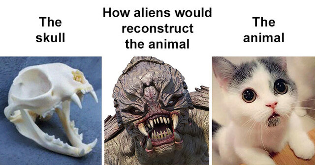 5f0d60b27692d-skull-how-aliens-would-reconstruct-animal-meme-coverimage.jpg