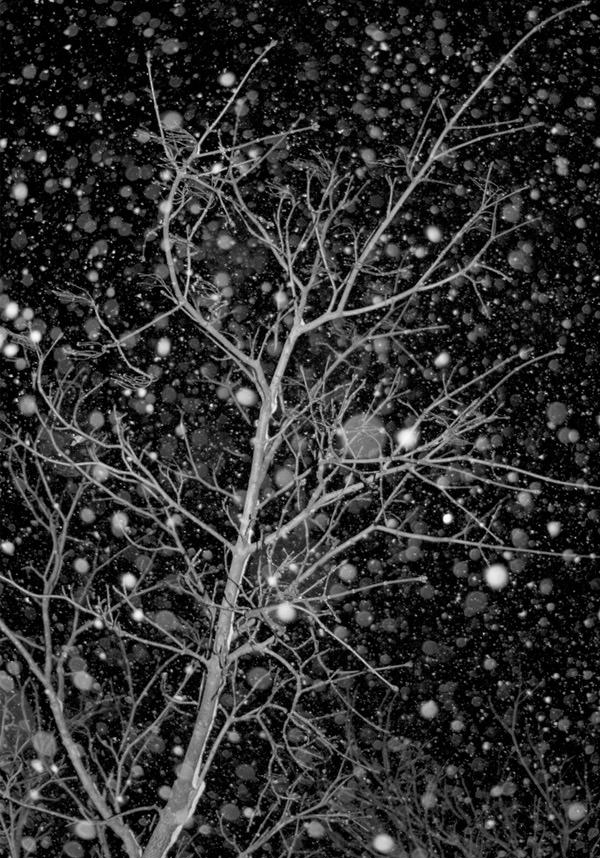 13-bokeh-snow-tree.jpg