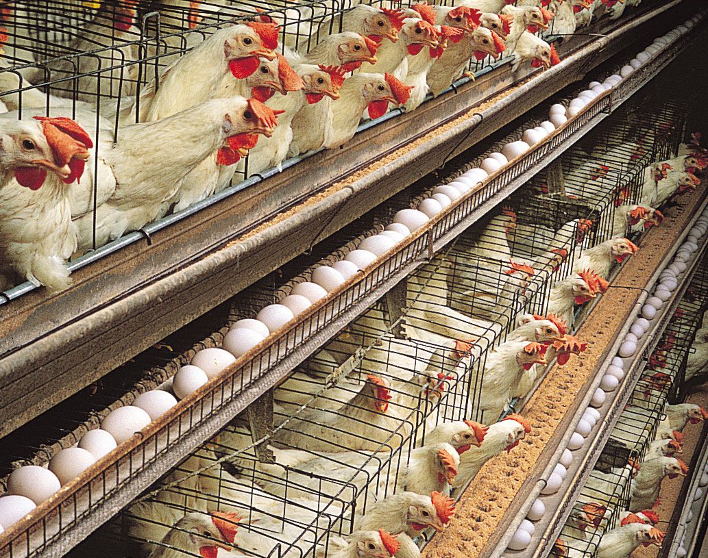 hens-egg-production-White-Leghorn-layer-house.jpg