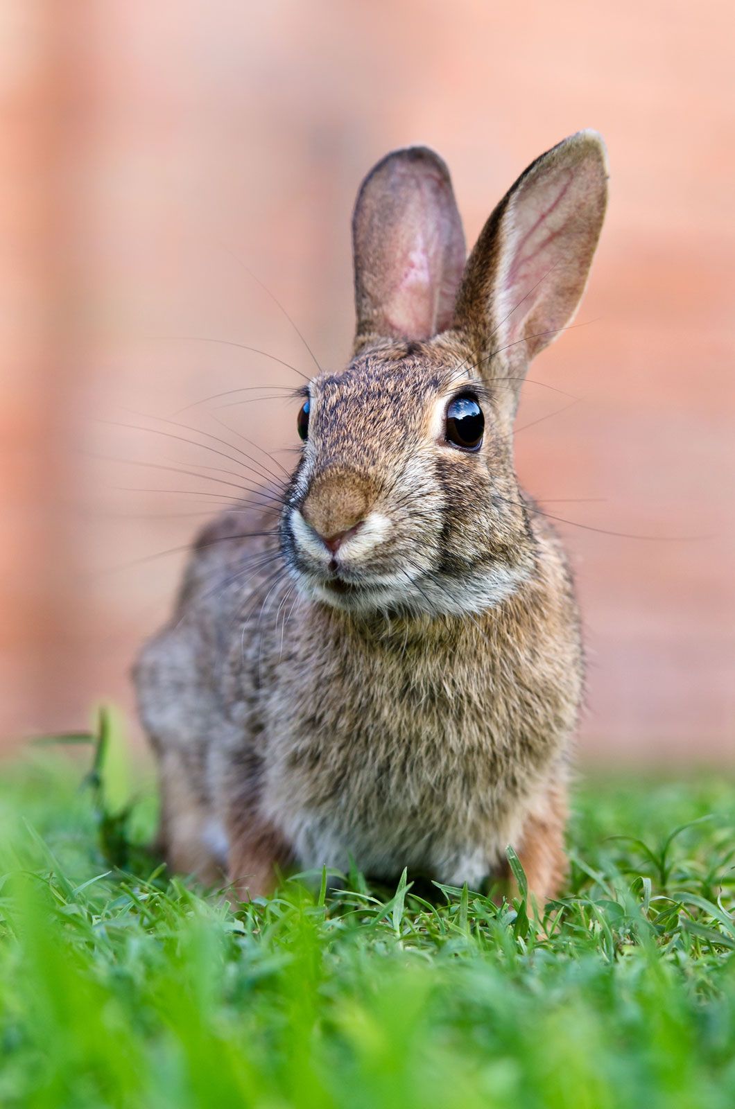 New-World-Sylvilagus-cottontail-rabbits.jpg