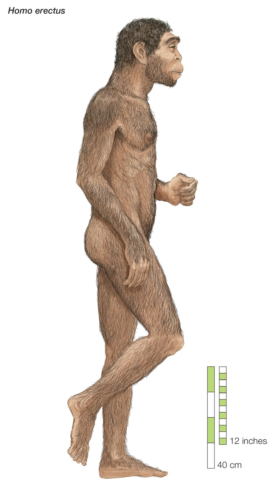 Homo-erectus-rendering-Artist.jpg