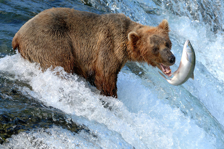 alaska-brown-bear-catching-salmon-mit4711.jpg