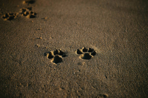 dog-paw-prints-in-sand-beach-sunset.jpg