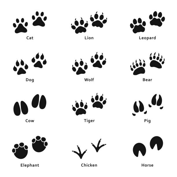 animals-footprints-paw-prints-set-of-different-animals-and-birds-footprints-and-paw-traces.jpg