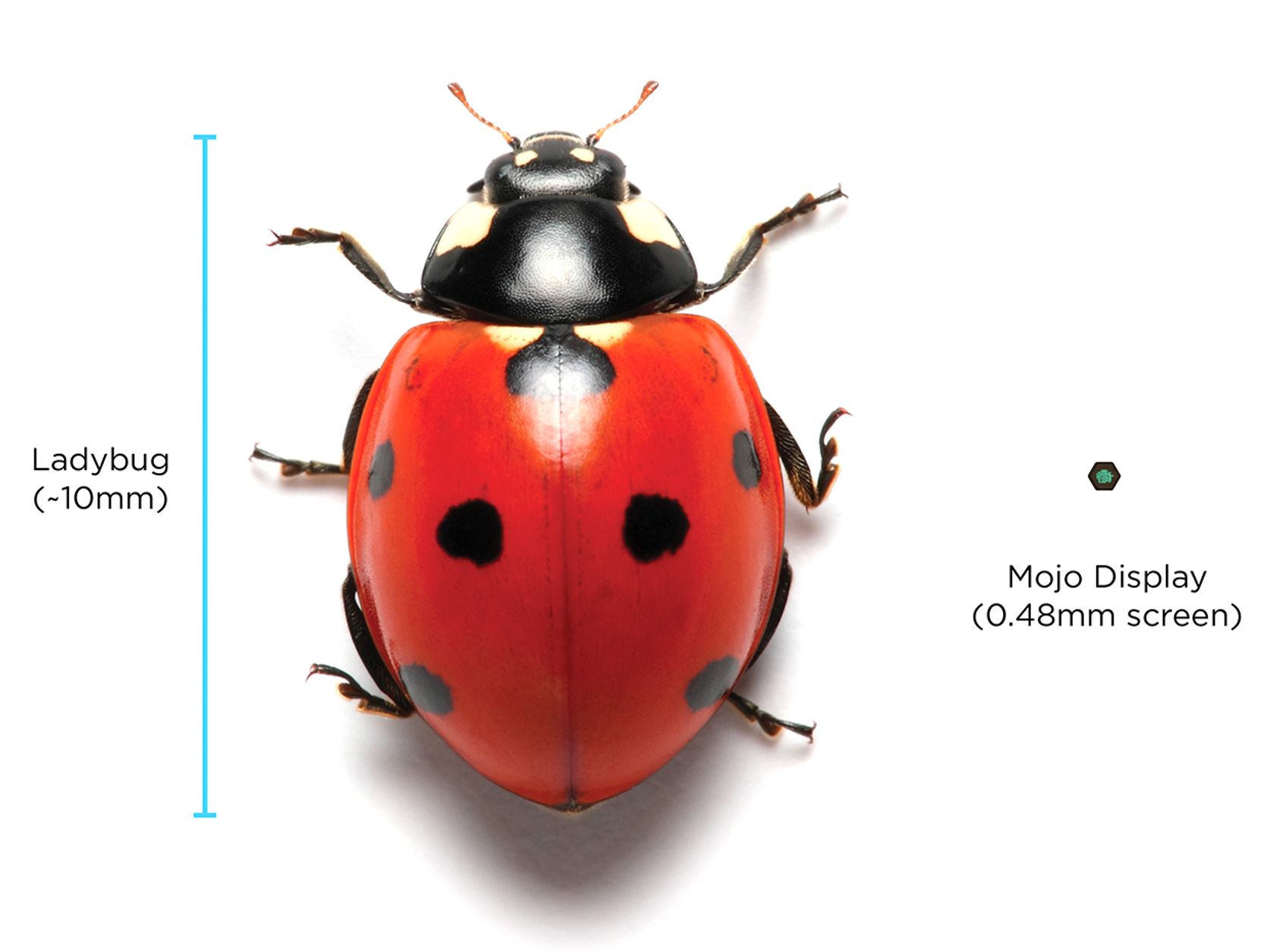 photo-of-a-ladybug-and-a-microled.jpg
