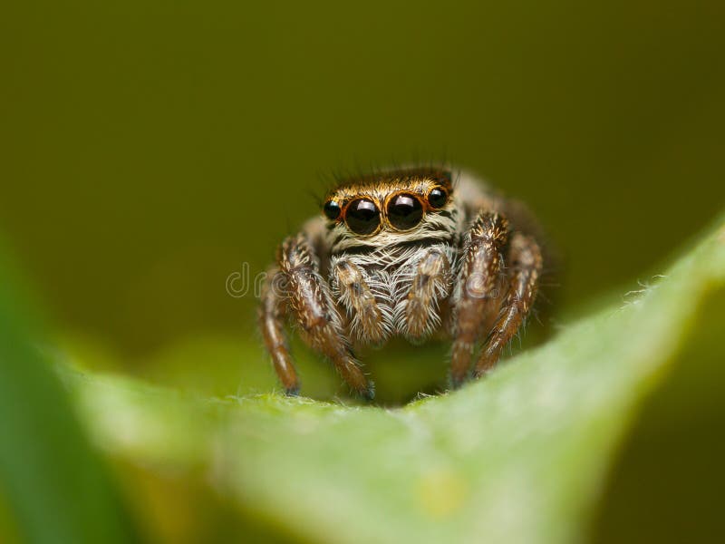 cute-jumping-spider-evarcha-falcata-cute-jumping-spider-evarcha-falcata-green-leaf-czech-republic-119154077.jpg