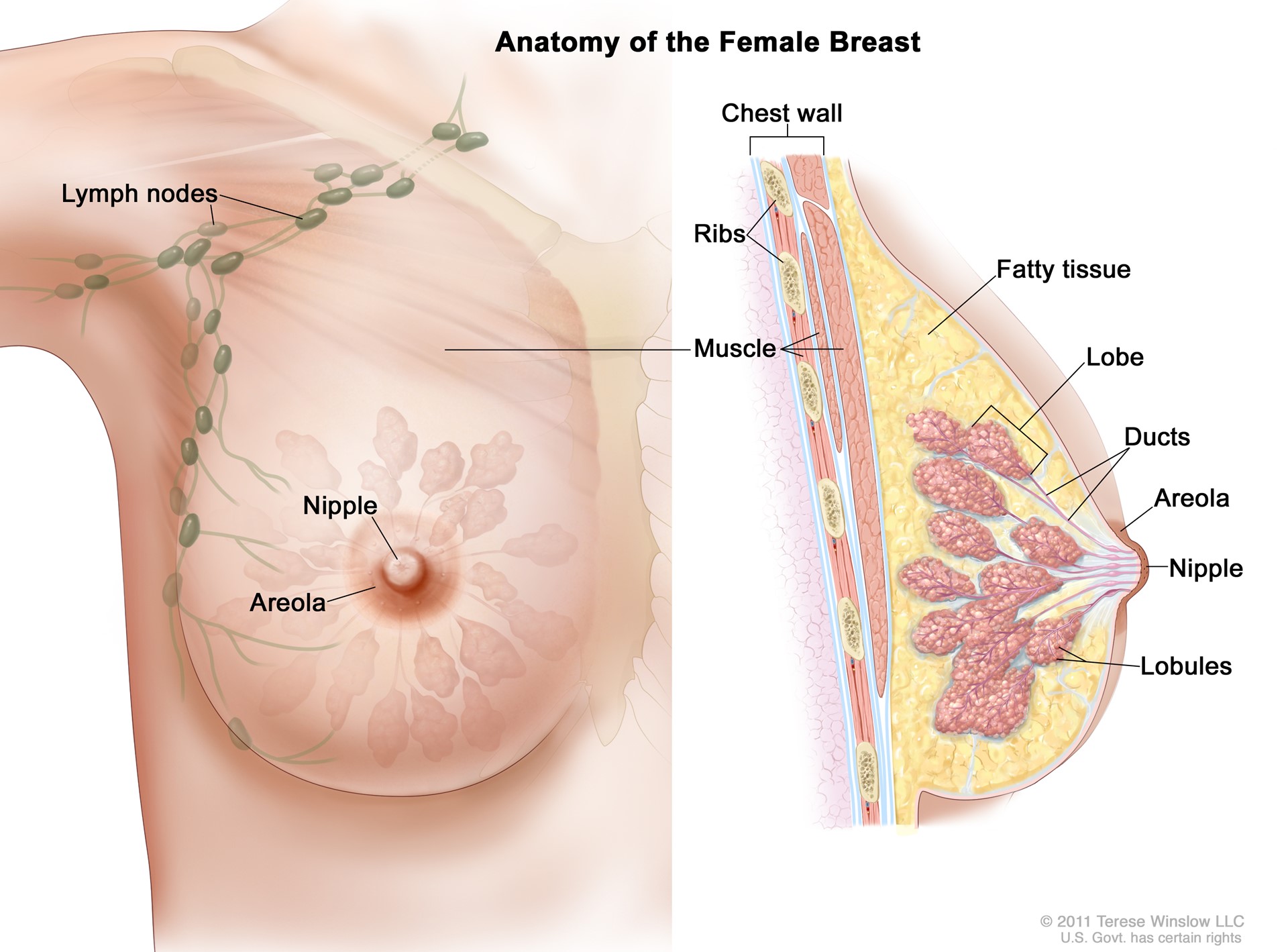 female_breast_anatomy.jpg